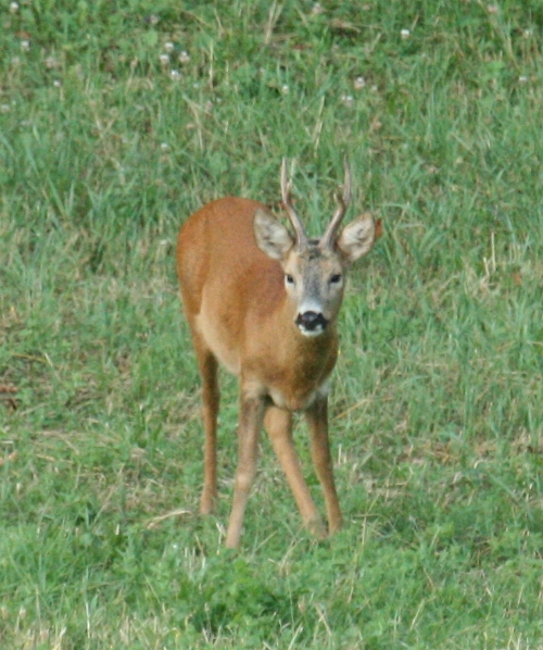 Il Capriolo